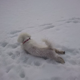 らん太の雪遊びの画像