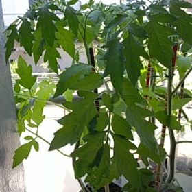 20180616のトマト達の画像