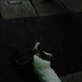 猫ちゃんの画像