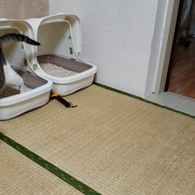 ニーナさん便秘と食欲低下の画像