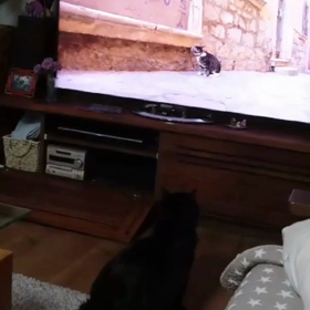 テレビの中に入りたかった猫の画像