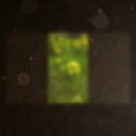 花のダンスの画像