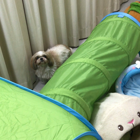 ♪プレイルーム動画♪②の画像