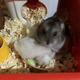 いつのまにかの画像