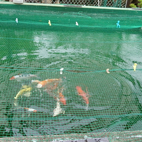 ただ、うちの錦鯉がご飯を食べるだけ。の画像