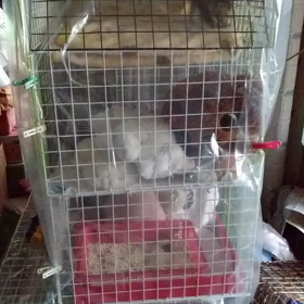 まめちゃん、運動するの画像