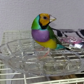 コキンチョウの”キーちゃん”の画像