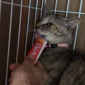 リスちゃん、威嚇しながらもの画像