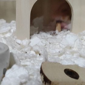 おはようございます(*^o^*)。の画像