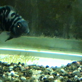 ブルータイガーパロット 産卵の画像