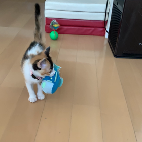 大好きな？動物病院にいくの画像