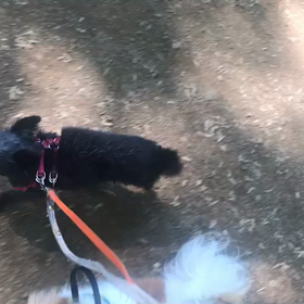 ♪お散歩動画♪代々木公園♪の画像