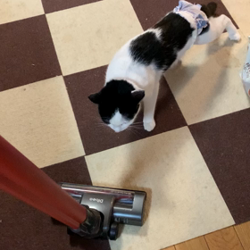 てんちゃんの愛は偉大の画像