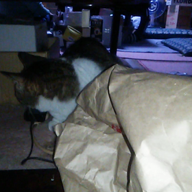 紙袋の側で構えるシルコの画像