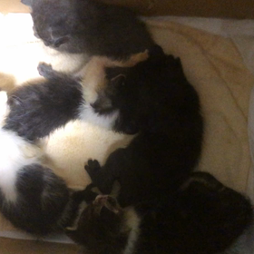 ”あゆむ君、今週末6/26マーベラス譲渡会に出ますよ～♪”の画像