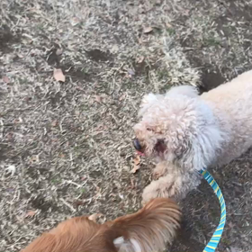 ♪お散歩動画♪代々木公園♪の画像