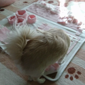 クンスカマニアあらわるの画像