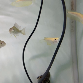 ★アルビノシルバーショート！★の画像