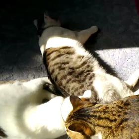 穏やか～の画像