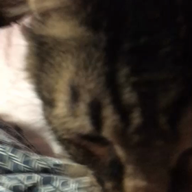 帰還したレオちゃんの画像