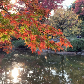 キラキラな光・東京都庭園美術館の画像