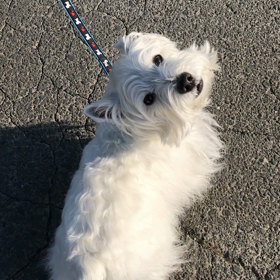 ラル散歩の画像