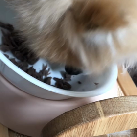 お昼ご飯の画像