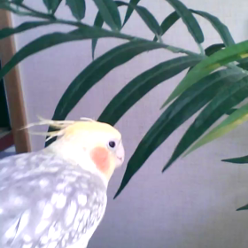 CoCoちゃんお遊びの画像