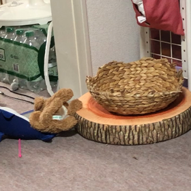 預かり子猫、ごまちゃん最終日の画像