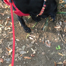 行進日和の画像