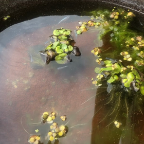 幹之メダカさん　元気で〜すの画像
