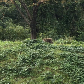 お猿さんの画像