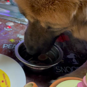 マロさんに休みなしの画像