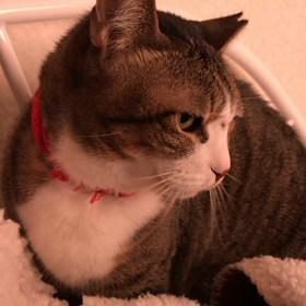 モナカちゃんの画像