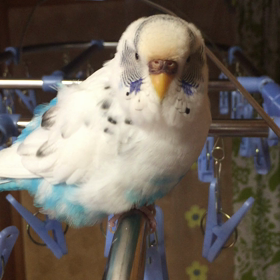 食べる❓の画像