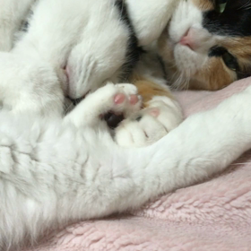 本日のうたた寝の画像