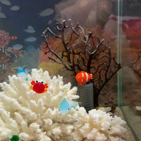 ボトルで飼える隠れクマノミの画像