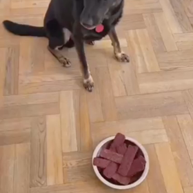 アタマのいい犬。の画像