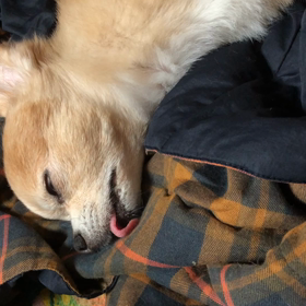 わが家のわんこの画像