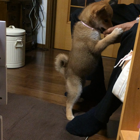 爪がいたーいの画像