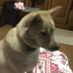 本年中はお世話になりました　の画像