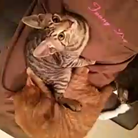 今日の動画の画像