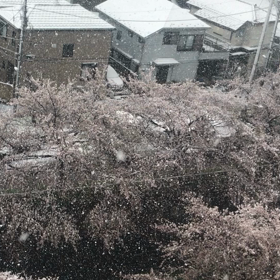 春の雪の画像