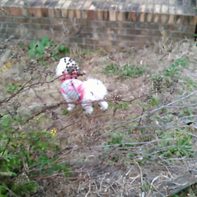 再び清里(^ω^)の画像