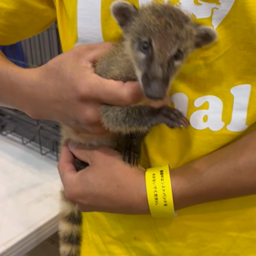 アカハナグマの画像