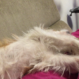 のんがぽうぽうの画像