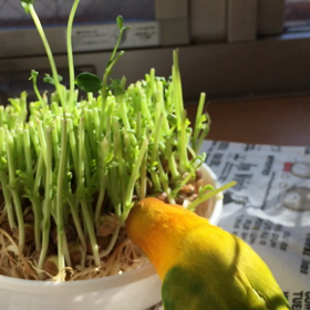 ムシャムシャの画像