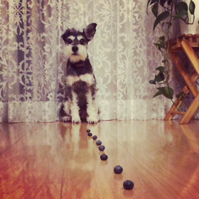 ブルーベリーの罠の画像