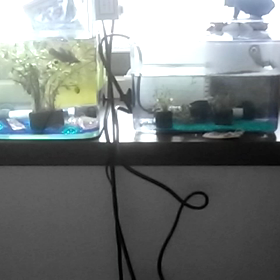 今日は麦茶の日　今日のあれこれの画像