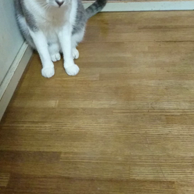 さようなら、サワラの画像